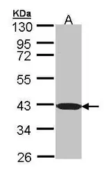 Anti-C1orf165 antibody [N1C1] used in Western Blot (WB). GTX107228
