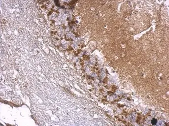 Anti-Drebrin antibody used in IHC (Paraffin sections) (IHC-P). GTX107270