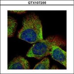 Anti-VTA1 antibody used in Immunocytochemistry/ Immunofluorescence (ICC/IF). GTX107286