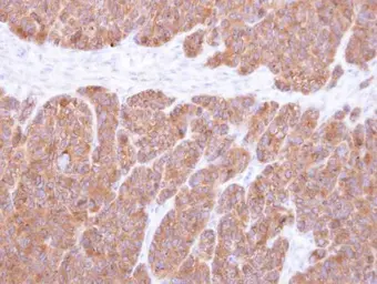 Anti-VTA1 antibody used in IHC (Paraffin sections) (IHC-P). GTX107286