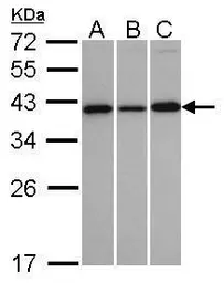 Anti-VTA1 antibody used in Western Blot (WB). GTX107286