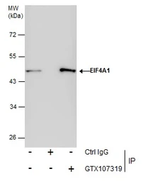 Anti-EIF4A1 antibody used in Immunoprecipitation (IP). GTX107319