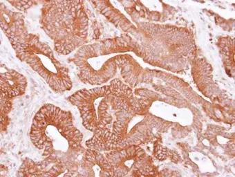 Anti-EIF4A1 antibody used in IHC (Paraffin sections) (IHC-P). GTX107319