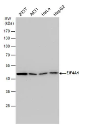 Anti-EIF4A1 antibody used in Western Blot (WB). GTX107319