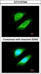 Anti-BRRN1 antibody used in Immunocytochemistry/ Immunofluorescence (ICC/IF). GTX107344