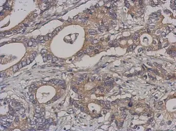 Anti-BRRN1 antibody used in IHC (Paraffin sections) (IHC-P). GTX107344