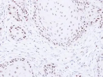Anti-PAF1 antibody used in IHC (Paraffin sections) (IHC-P). GTX107346