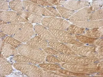 Anti-DCUN1D4 antibody used in IHC (Paraffin sections) (IHC-P). GTX107380