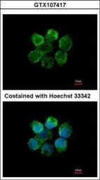 Anti-STK3 antibody used in Immunocytochemistry/ Immunofluorescence (ICC/IF). GTX107417
