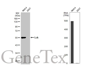 Anti-Lck antibody [N1C1] used in Western Blot (WB). GTX107432
