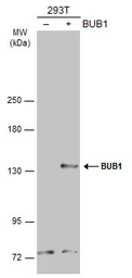 Anti-BUB1 antibody used in Western Blot (WB). GTX107497