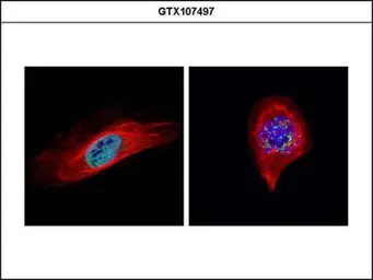 Anti-BUB1 antibody used in Immunocytochemistry/ Immunofluorescence (ICC/IF). GTX107497