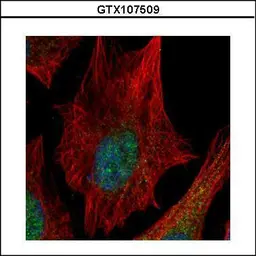 Anti-SPHK1 antibody used in Immunocytochemistry/ Immunofluorescence (ICC/IF). GTX107509