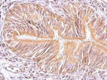 Anti-MAPK15 antibody used in IHC (Paraffin sections) (IHC-P). GTX107519