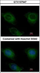 Anti-CKMT2 antibody [N1C1] used in Immunocytochemistry/ Immunofluorescence (ICC/IF). GTX107547