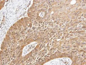 Anti-YANK2 antibody [N1C1-2] used in IHC (Paraffin sections) (IHC-P). GTX107555