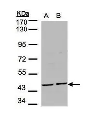Anti-YANK2 antibody [N1C1-2] used in Western Blot (WB). GTX107555