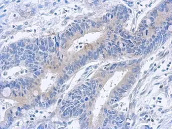 Anti-TAB1 antibody used in IHC (Paraffin sections) (IHC-P). GTX107571