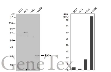 Anti-FN3K antibody [N1C3-2] used in Western Blot (WB). GTX107579