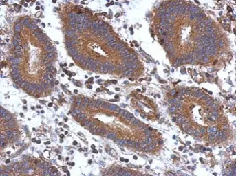 Anti-STK16 antibody [N1C3-2] used in IHC (Paraffin sections) (IHC-P). GTX107584