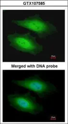 Anti-PSKH1 antibody [N1C1-2] used in Immunocytochemistry/ Immunofluorescence (ICC/IF). GTX107585