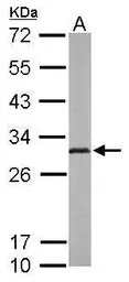 Anti-Adenylate kinase 2 antibody [N1C3] used in Western Blot (WB). GTX107613