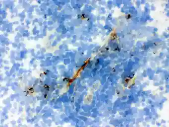 Anti-Actin antibody [AC-40] used in IHC (Frozen sections) (IHC-Fr). GTX10763