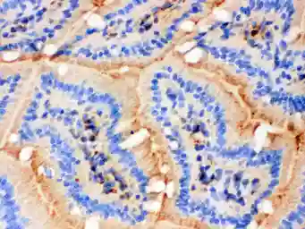 Anti-Actin antibody [AC-40] used in IHC (Frozen sections) (IHC-Fr). GTX10763