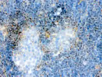 Anti-Actin antibody [AC-40] used in IHC (Frozen sections) (IHC-Fr). GTX10763