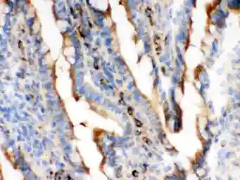 Anti-Actin antibody [AC-40] used in IHC (Frozen sections) (IHC-Fr). GTX10763