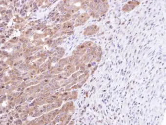 Anti-STK25 antibody [N1C1] used in IHC (Paraffin sections) (IHC-P). GTX107634