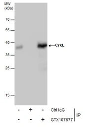 Anti-CrkL antibody used in Immunoprecipitation (IP). GTX107677