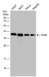 Anti-CrkL antibody used in Western Blot (WB). GTX107677
