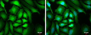 Anti-CrkL antibody used in Immunocytochemistry/ Immunofluorescence (ICC/IF). GTX107677