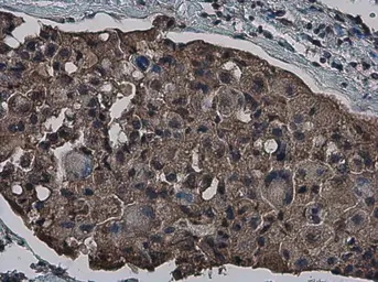 Anti-CrkL antibody used in IHC (Paraffin sections) (IHC-P). GTX107677