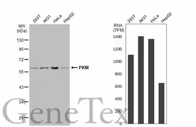 Anti-PKM antibody used in Western Blot (WB). GTX107681