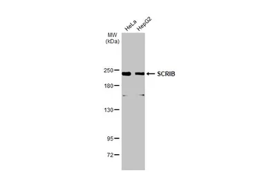 Anti-SCRIB antibody used in Western Blot (WB). GTX107692