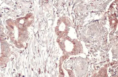 Anti-SCRIB antibody used in IHC (Paraffin sections) (IHC-P). GTX107692
