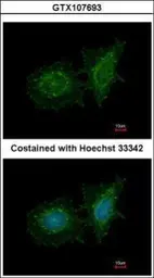 Anti-SH3BP1 antibody used in Immunocytochemistry/ Immunofluorescence (ICC/IF). GTX107693