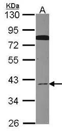 Anti-CDC37L1 antibody [C2C3], C-term used in Western Blot (WB). GTX107705