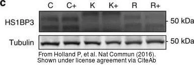 Anti-HS1BP3 antibody [C2C3], C-term used in Western Blot (WB). GTX107715
