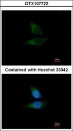 Anti-ORP1 antibody [C3], C-term used in Immunocytochemistry/ Immunofluorescence (ICC/IF). GTX107722