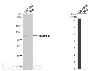 Anti-OSBPL6 antibody [C3], C-term used in Western Blot (WB). GTX107723