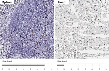 Anti-FOXP3 antibody [C3], C-term used in IHC (Paraffin sections) (IHC-P). GTX107737