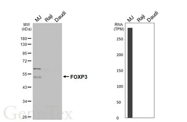 Anti-FOXP3 antibody [C3], C-term used in Western Blot (WB). GTX107737