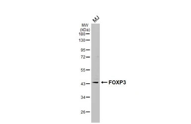 Anti-FOXP3 antibody [C3], C-term used in Western Blot (WB). GTX107737