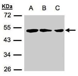 Anti-BLU antibody [C3], C-term used in Western Blot (WB). GTX107739