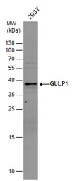 Anti-GULP1 antibody [C2C3], C-term used in Western Blot (WB). GTX107740