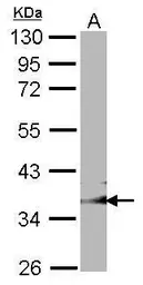 Anti-GULP1 antibody [C2C3], C-term used in Western Blot (WB). GTX107740
