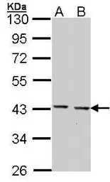 Anti-GULP1 antibody [C2C3], C-term used in Western Blot (WB). GTX107740
